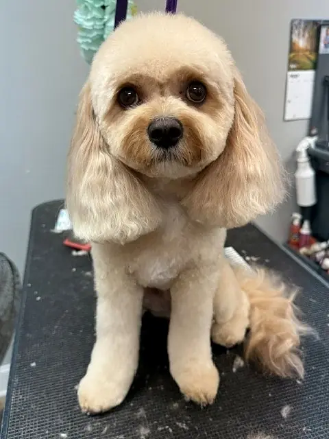 Cavapoo with a round face and fluffy ears after grooming in Summerville