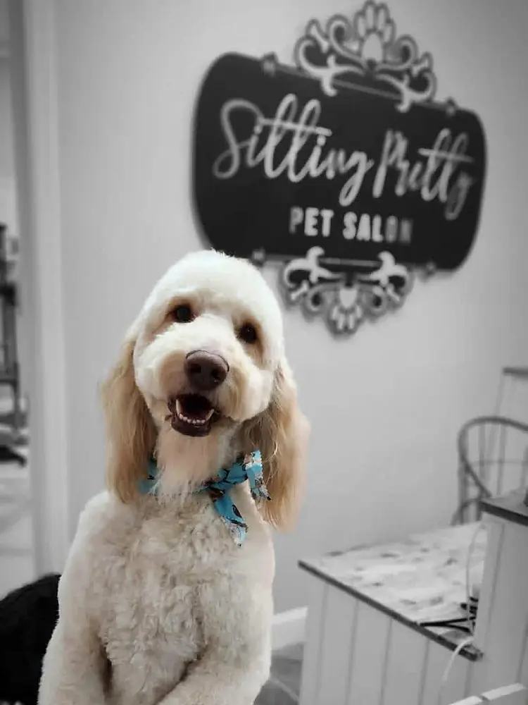 Cream doodle with a blue bandana standing at the Sitting Pretty Pet Salon gate
