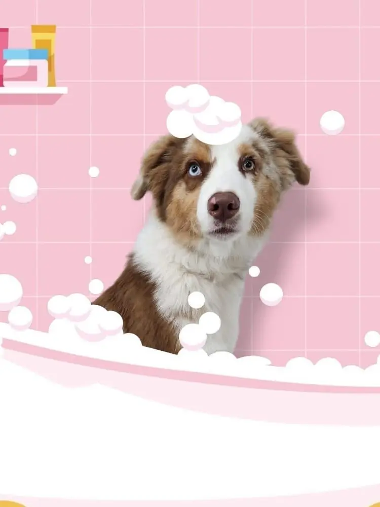 Australian shepherd in a pink bubble bath illustration