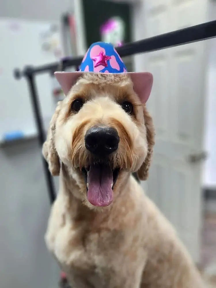 Smiling goldendoodle with a fresh haircut wearing a pink cowboy hat at Sitting Pretty Pet Salon