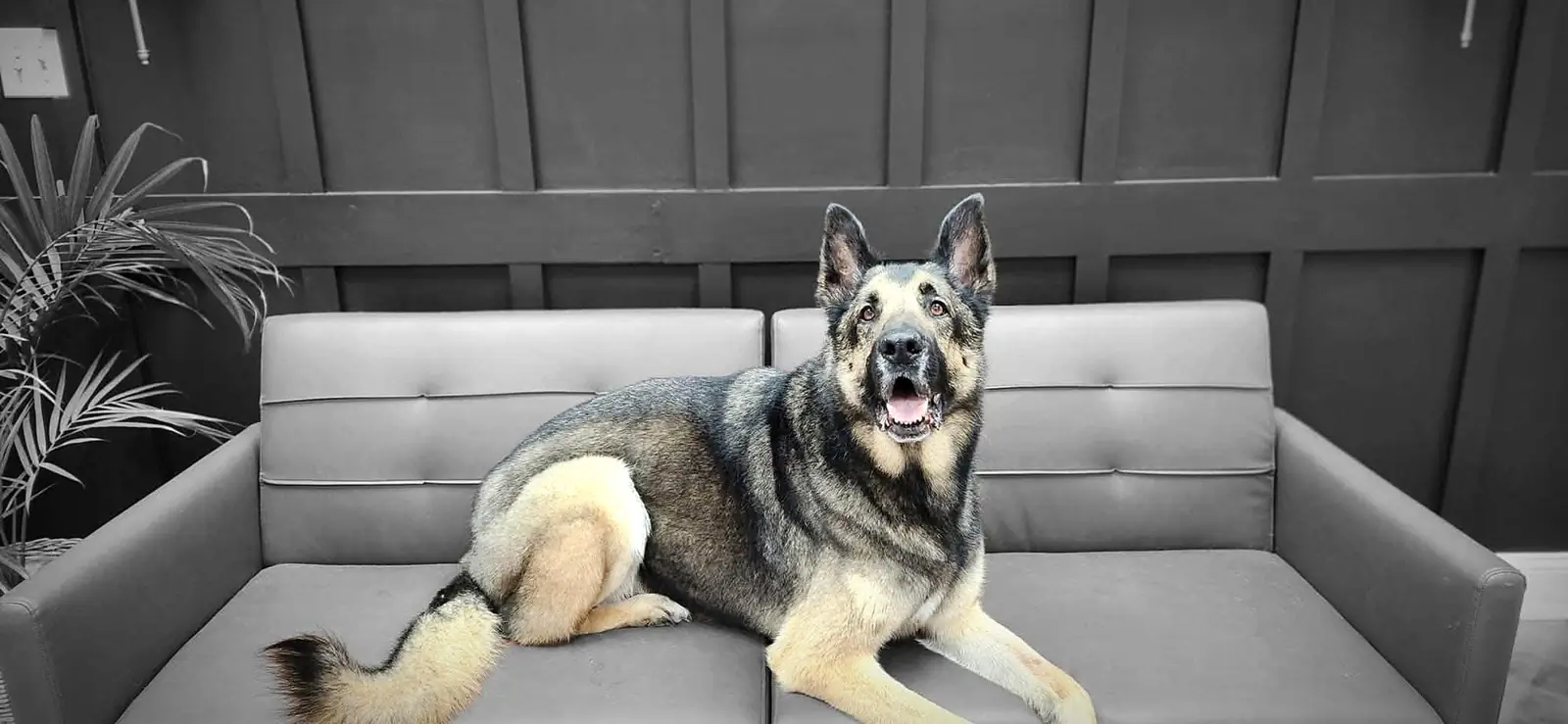 German shepherd relaxing on a sofa after grooming at Sitting Pretty Pet Salon