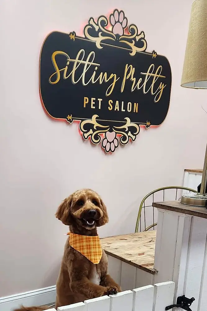 Freshly groomed doodle in an orange bandana under the lit Sitting Pretty Pet Salon sign in Summerville, SC