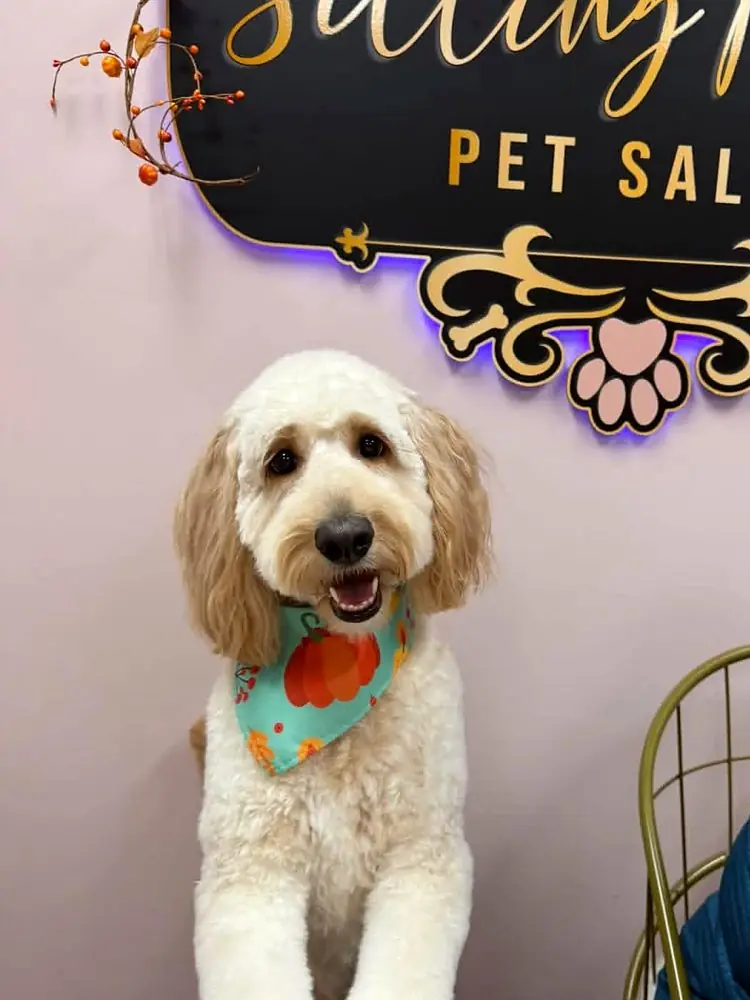 Cream goldendoodle in a pumpkin bandana at Sitting Pretty Pet Salon in Summerville