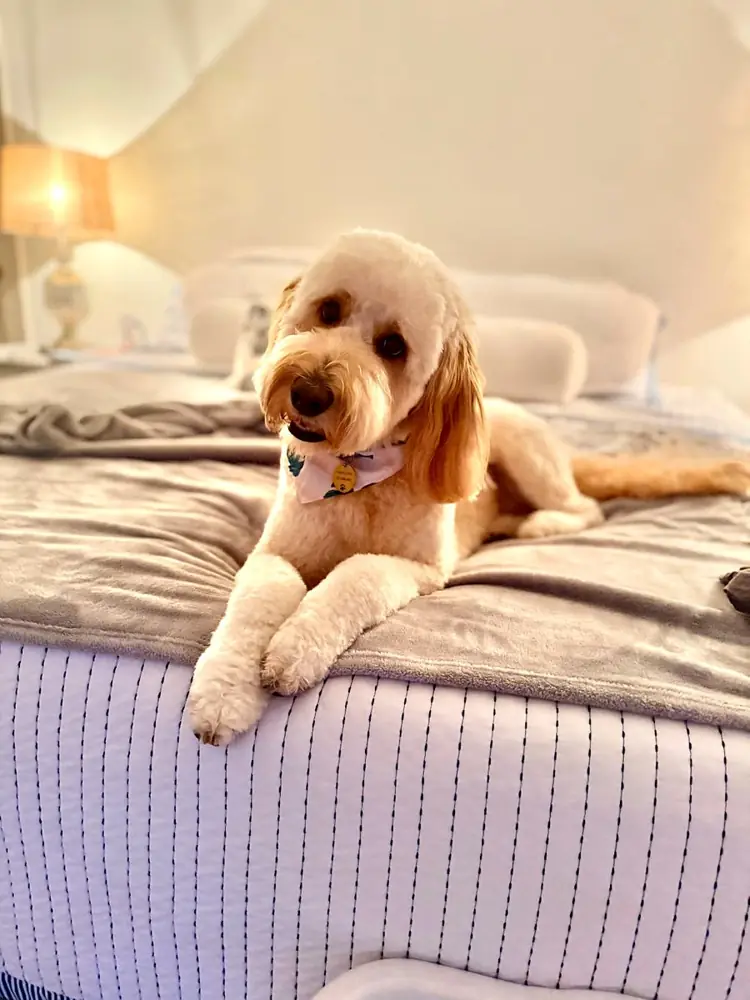 Goldendoodle with a fresh teddy bear cut relaxing at home after grooming