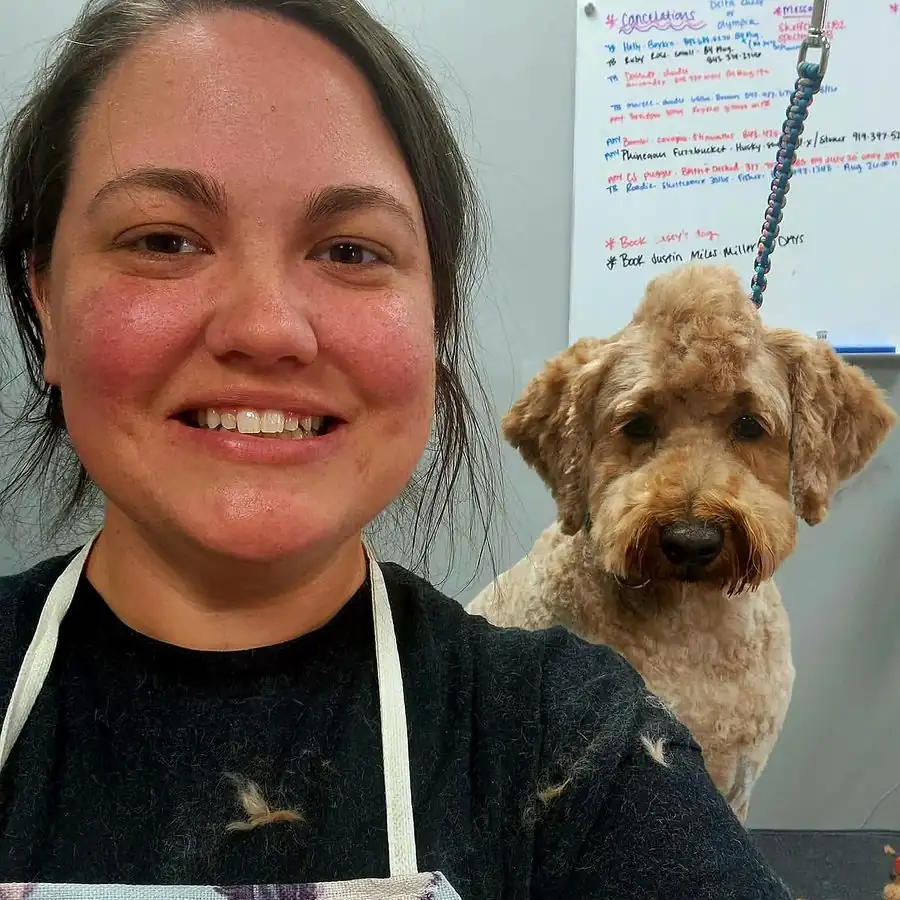 Taylor with a freshly groomed doodle