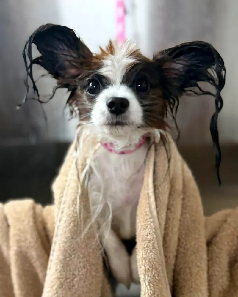 Wet papillon wrapped in a towel during bath time