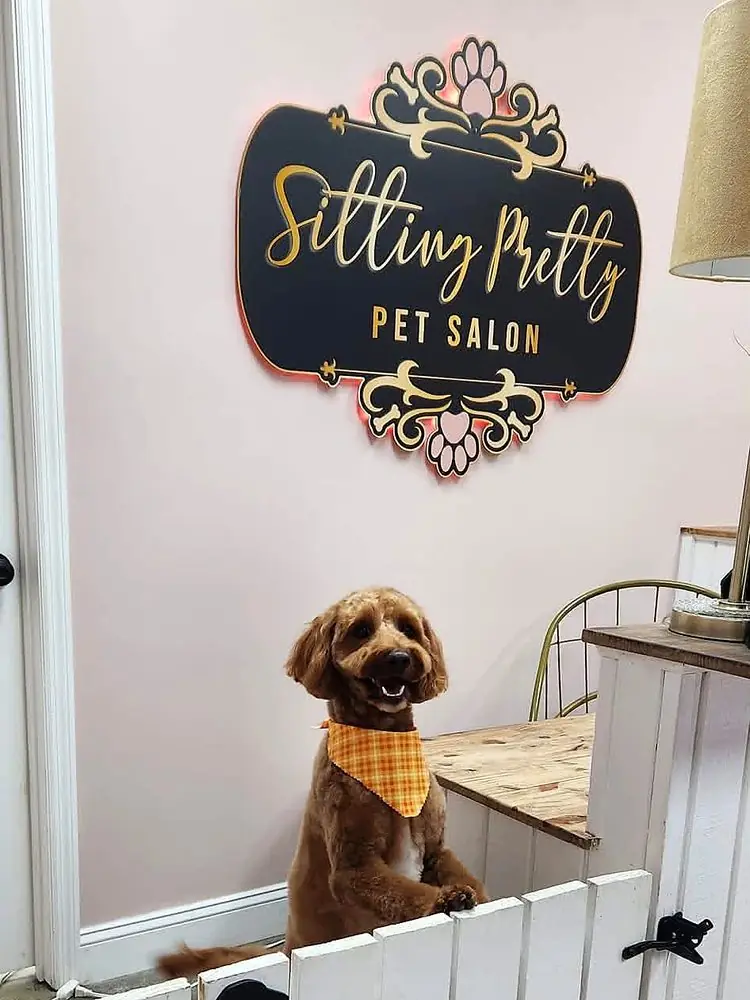 Red doodle with a teddy bear cut at Sitting Pretty Pet Salon