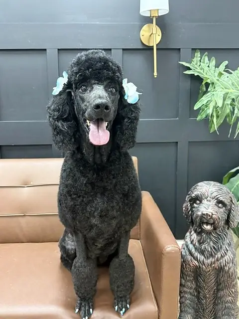 Black standard poodle with blue flowers after a full groom at Sitting Pretty Pet Salon